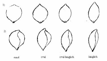Abb. 3: Samenformen, 1) Aufsicht Deckspelze, 2) Seitenansicht   
