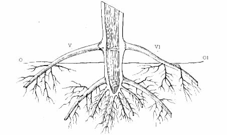 Abb.  4: V/V1  Kronenwurzeln, welche aus einem Knoten oberhalb der Bodenoberfläche O/O1 hervorbrechen 